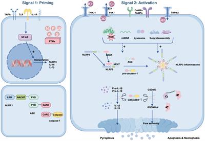 Updated insights into the NLRP3 inflammasome in postoperative cognitive dysfunction: emerging mechanisms and treatments